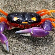 Halloween Crab