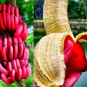 Bananas