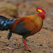 Sri Lanka Junglefowl (Sri Lanka)