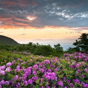 Admire the Spring Wildflowers in the Smoky Mountains