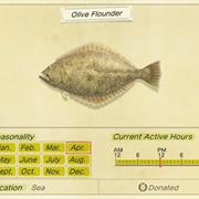 Olive Flounder