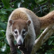 Coati