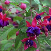 Fuschia