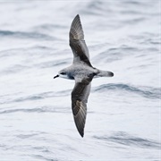 Cook&#39;s Petrel