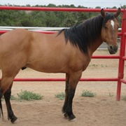 Cimarron Horse