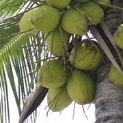 Eat Coconut off the Tree