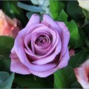 Lilac Rose