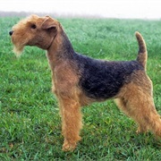 Lakeland Terrier