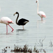 Black Flamingo