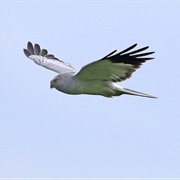 Hen Harrier