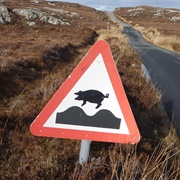 Pig in Road