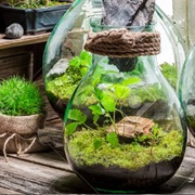 Ecosystem in a Jar
