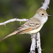 Nutting&#39;s Flycatcher