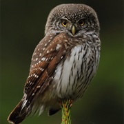 Eurasian Pygmy-Owl