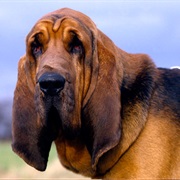 Bloodhound