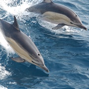 Arabian Common Dolphin