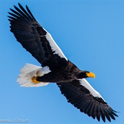 Steller&#39;s Sea-Eagle