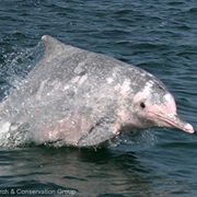 Indian Humpback Dolphin