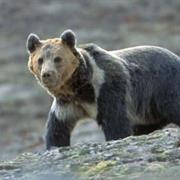 Tibetan Blue Bear