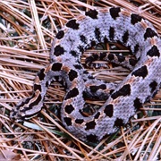 Pygmy Rattlesnake