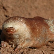 Juliana&#39;s Golden Mole