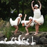 Swans