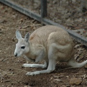 Northern Nail-Tail Wallaby