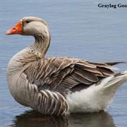 Graylag Goose