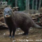 Marsh Mongoose