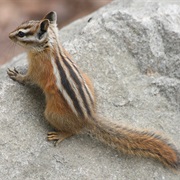 Colorado Chipmunk