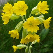 Cowslip