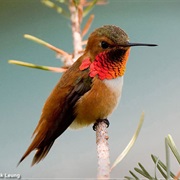 Rufous Hummingbird