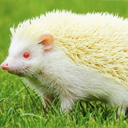 Hedgehog