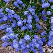 Ceanothus