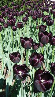 The Black Tulip