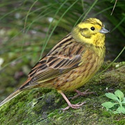 Yellowhammer