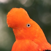 Andean Cock of the Rock