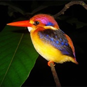 Black-Backed Kingfisher