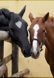 Black Beauty (And Ginger)