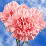 Carnations