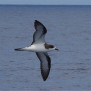 Hawaiian Petrel