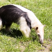 Tamandua