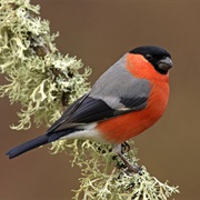 Eurasian Bullfinch