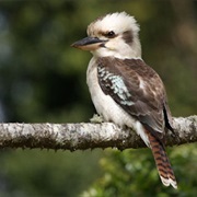 Laughing Kookaburra