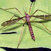 Cranefly