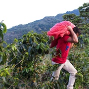 Coffee Country Nicaragua