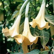 Angel&#39;s Trumpet