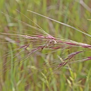 Purple Needlegrass