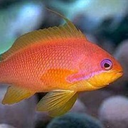 Anthias