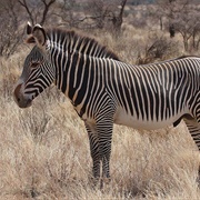 Grevy&#39;s Zebra